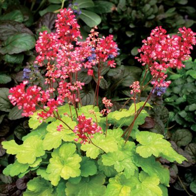 Heuchera LITTLE CUTIES™ 'Sweet Tart'