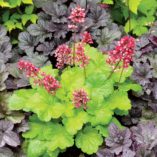 Heuchera LITTLE CUTIES™ 'Sweet Tart'