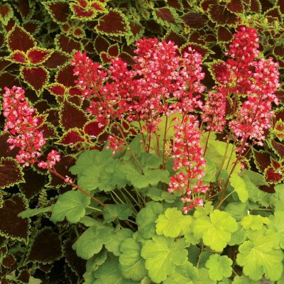 Heuchera LITTLE CUTIES™ 'Sweet Tart'