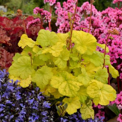 Heuchera LITTLE CUTIES™ 'Sweet Tart'