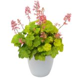 Heuchera LITTLE CUTIES™ 'Sweet Tart'