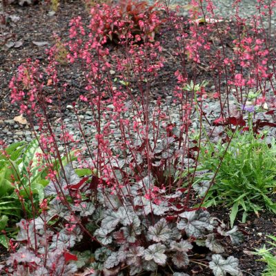 Heuchera 'Tango'