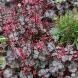 Heuchera 'Tango'