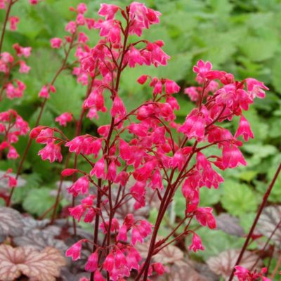 Heuchera 'Tango'