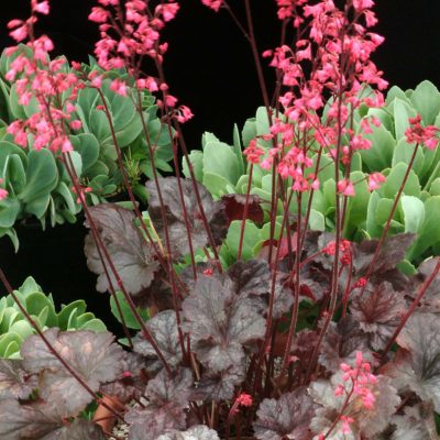 Heuchera 'Tango'