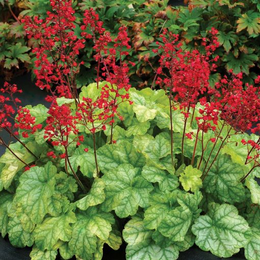 Heuchera 'Tokyo'