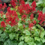 Heuchera 'Tokyo'