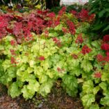 Heuchera 'Tokyo'