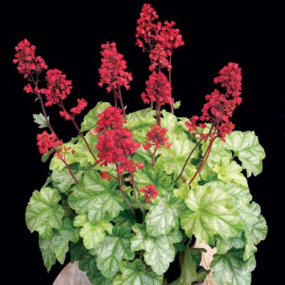 Heuchera 'Tokyo'