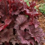 Heuchera 'Velvet Night'