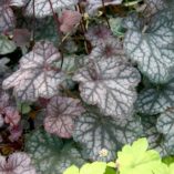 Heuchera 'Velvet Night'