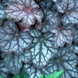 Heuchera 'Velvet Night'