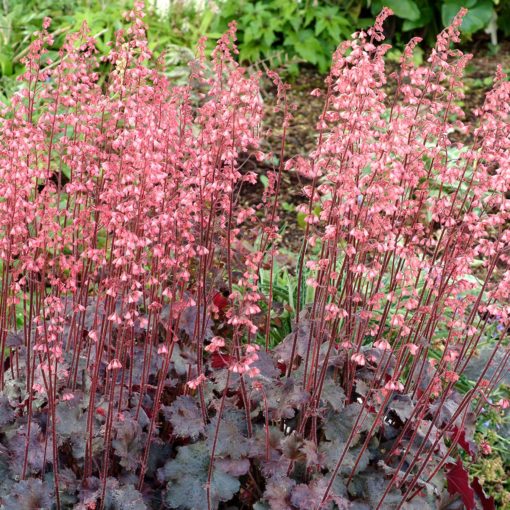 Heuchera 'Vesuvius'