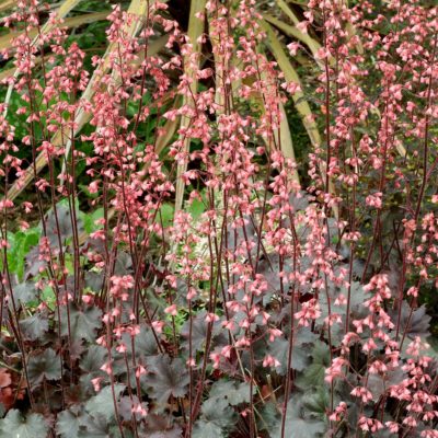 Heuchera 'Vesuvius'