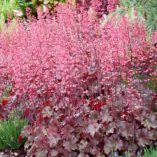 Heuchera 'Vesuvius'