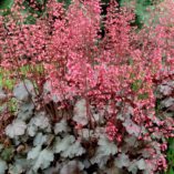 Heuchera 'Vesuvius'