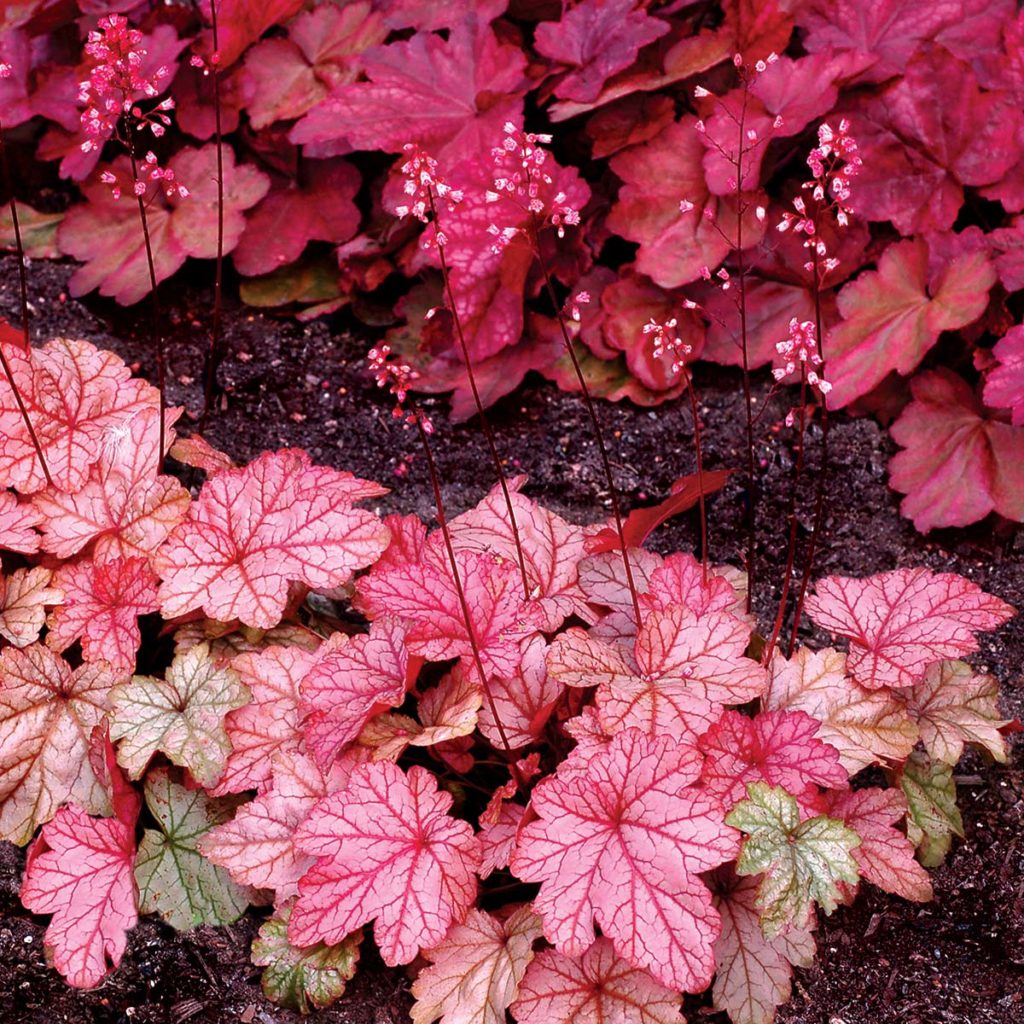 Heuchera CITY™ Collection TERRA NOVA® Nurseries, Inc.