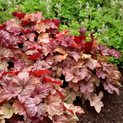 Heuchera 'Vienna'