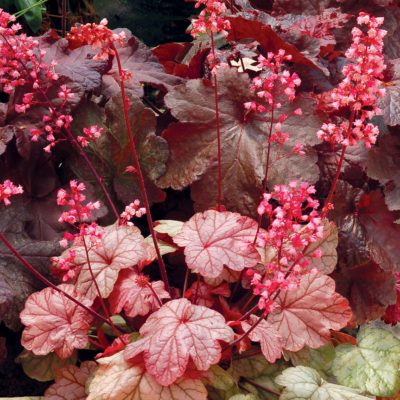 Heuchera 'Vienna'