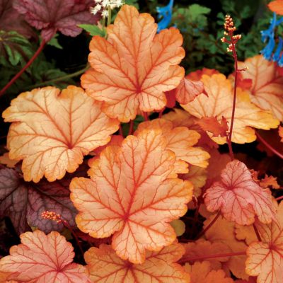 Heuchera 'Vienna'