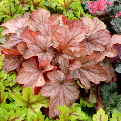 Heuchera 'Vienna'