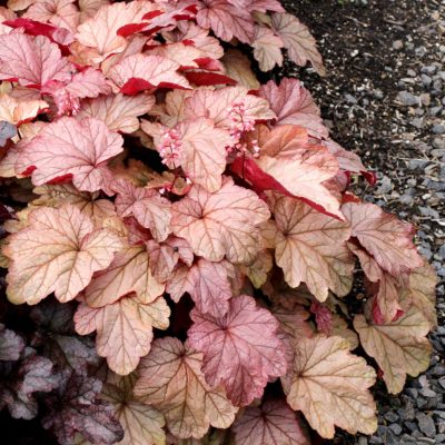 Heuchera 'Vienna'