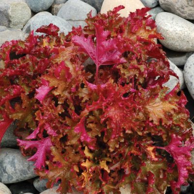 Heuchera 'Zipper'