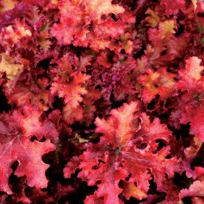 Heuchera 'Zipper'