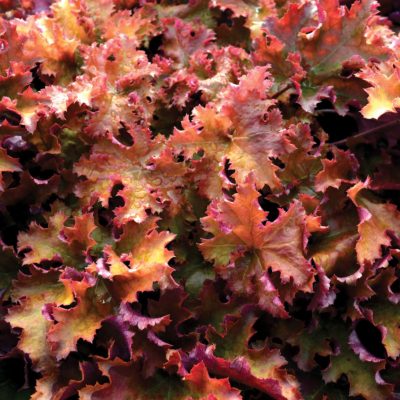 Heuchera 'Zipper'