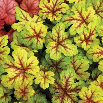 Heucherella 'Alabama Sunrise'