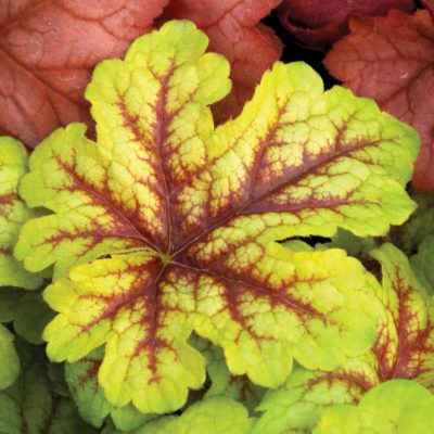 Heucherella 'Alabama Sunrise'