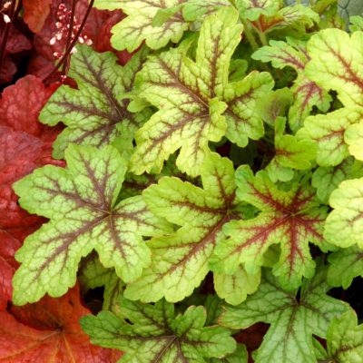 Heucherella 'Alabama Sunrise'