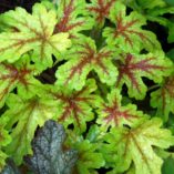 Heucherella 'Alabama Sunrise'