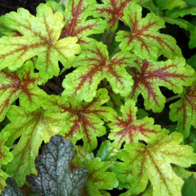 Heucherella 'Alabama Sunrise'