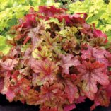 Heucherella 'Alabama Sunrise'