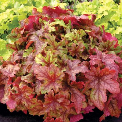 Heucherella 'Alabama Sunrise'