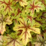 Heucherella 'Alabama Sunrise'