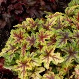 Heucherella 'Alabama Sunrise'