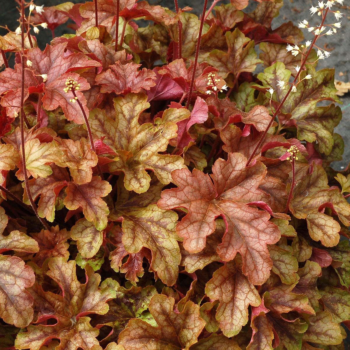 Heucherella 'Autumn Cascade'
