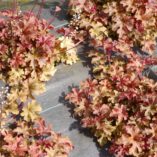 Heucherella 'Autumn Cascade'