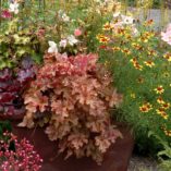 Heucherella 'Autumn Cascade'