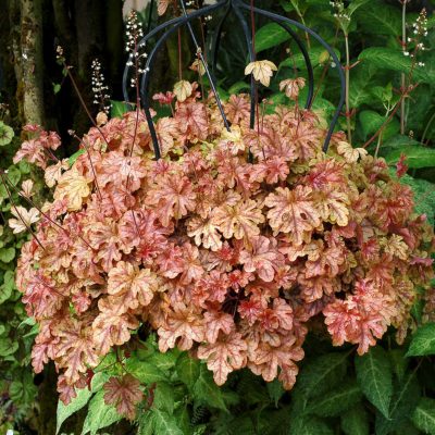 Heucherella 'Autumn Cascade'