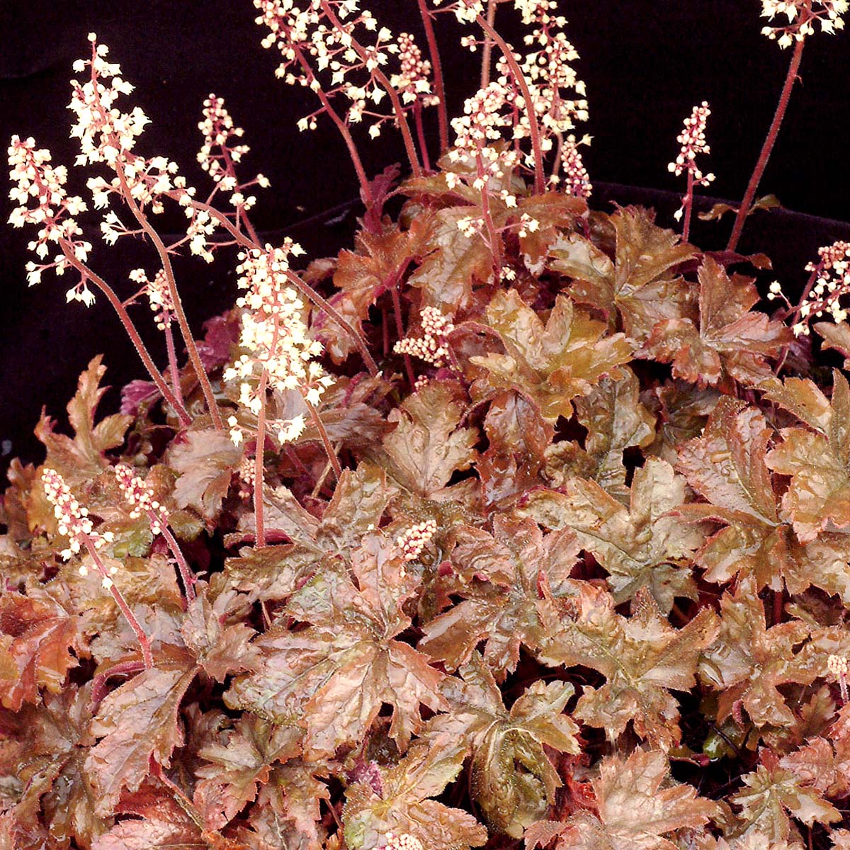 Heucherella 'Birthday Cake'