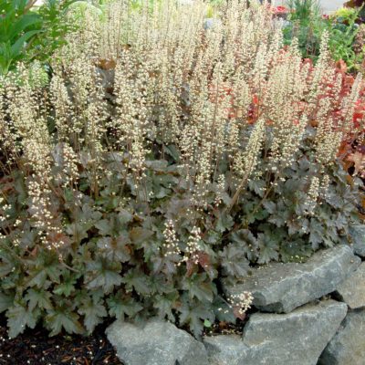 Heucherella 'Birthday Cake'