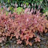 Heucherella 'Brass Lantern'