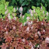 Heucherella 'Brass Lantern'