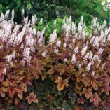 Heucherella 'Brass Lantern'