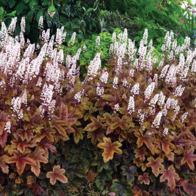 Heucherella 'Brass Lantern'