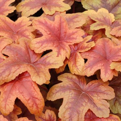 Heucherella 'Brass Lantern'