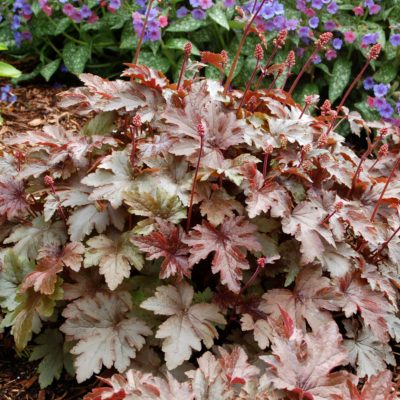 Heucherella 'Burnished Bronze'